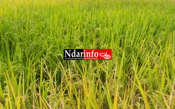 Riziculture : un niveau de réalisation de 98% pour la saison chaude