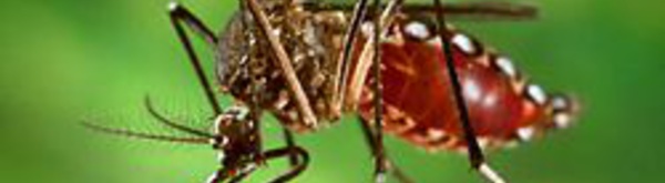 Dengue : Un nouveau cas détecté