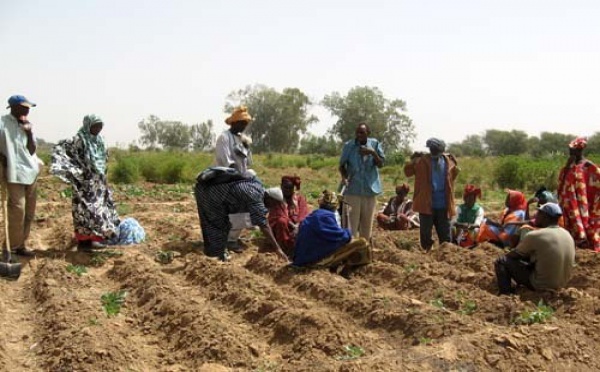 Mamadou Dème (Dg de la Saed) : ‘80 % de la production sénégalaise en riz vient de la vallée’