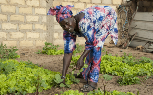 Saint-Louis : mise en place d’un réseau national des épicentres du Sénégal