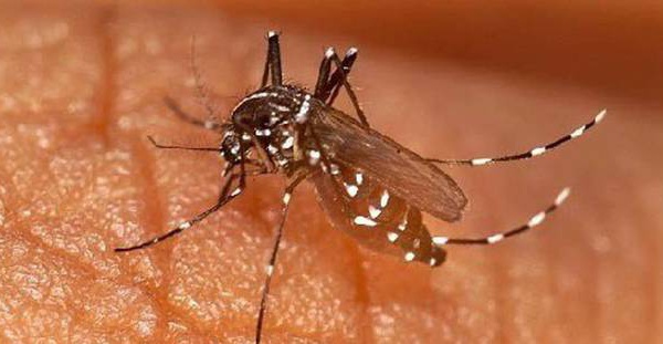 Saint-Louis : les services sanitaires ’’en alerte’’ contre la dengue