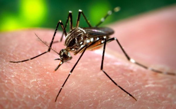 DENGUE : 65 nouveaux cas prélevés dans les districts de Saint-Louis et Richard-Toll