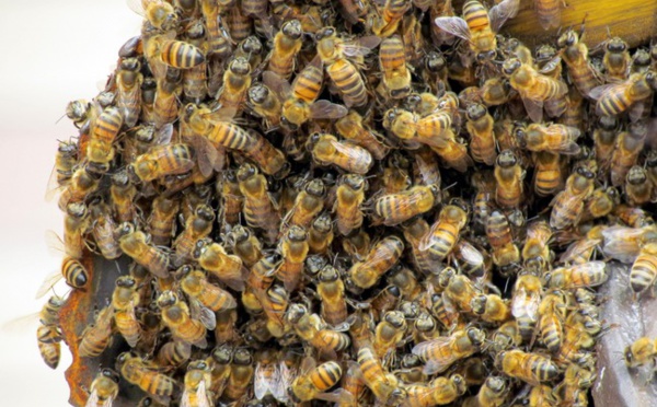Attaques d'abeilles à Ndoulo : Le bilan monte à deux morts