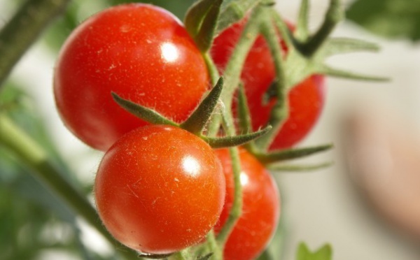 Agroline menace la filière tomate