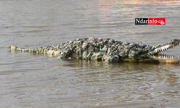 Saint-Louis : Ce "magicien" transforme le plastique en crocodile (vidéo)