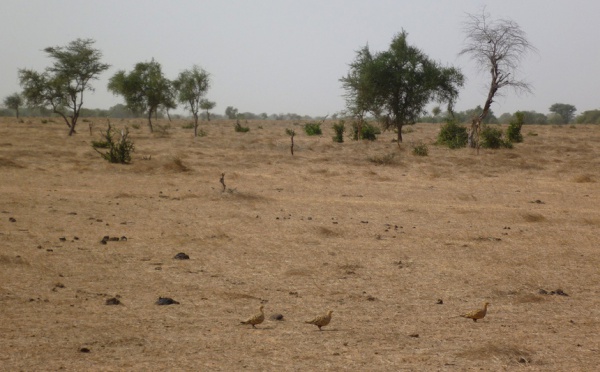 Ndiael : 27 millions pour la revitalisation