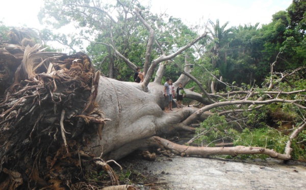 Koungheul : Un homme tué par un baobab