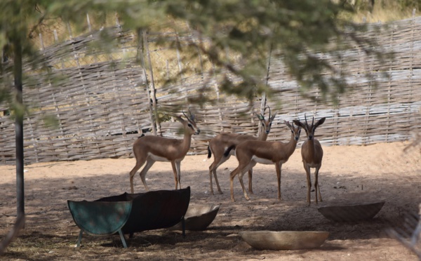 La réserve de Guembeul réintroduit des animaux disparus au Sénégal