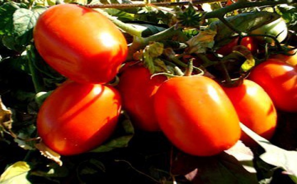 Socas-Agrolines : la tomate source de division