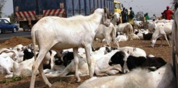 Louga : Vingt bêtes tuées après avoir mangé des produits périmés