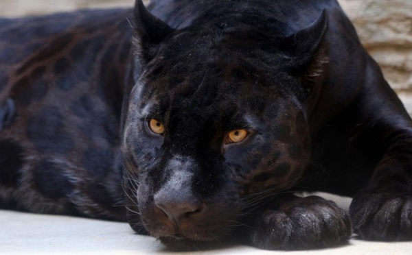 Un léopard noir d'Afrique a été pris en photo, une première depuis un siècle