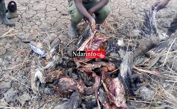 ​Massacre de bébés pélicans au Djoudj : des images effroyables (Photos)
