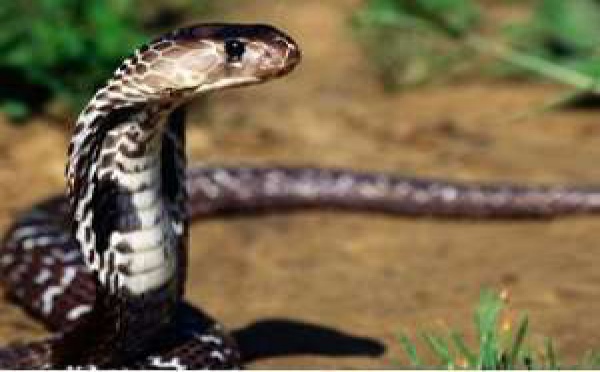 Attaqué par un serpent, Serigne Guèye meurt faute de sérum anti -venin