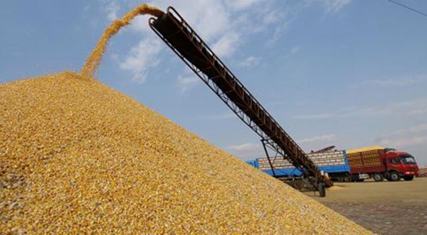 Hausse de la production céréalière estimée à plus de 2,735 millions de tonnes pour 2018-2019