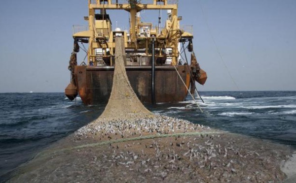 Pêche industrielle : 115 navires dans les eaux sénégalaises