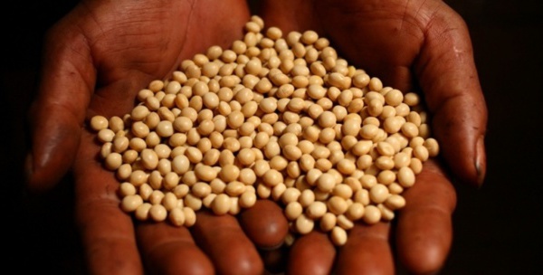 Semences, intrants et matériels agricoles : le Forum civil dénonce un scandale sur un financement de 400 milliards Cfa