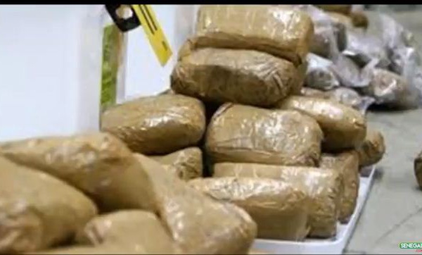 Arrêtés avec 300 Kg de chanvre indien : Un couple et leur chauffeur risquent 20 ans de travaux forcés