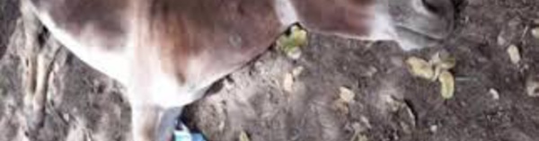 ÉPIDÉMIE DE GRIPPE ÉQUINE : 91 équidés tués à Koumpétoum