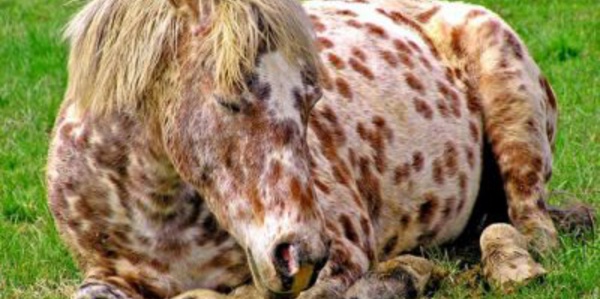 Grippe équine : 513 cas enregistres à Matam