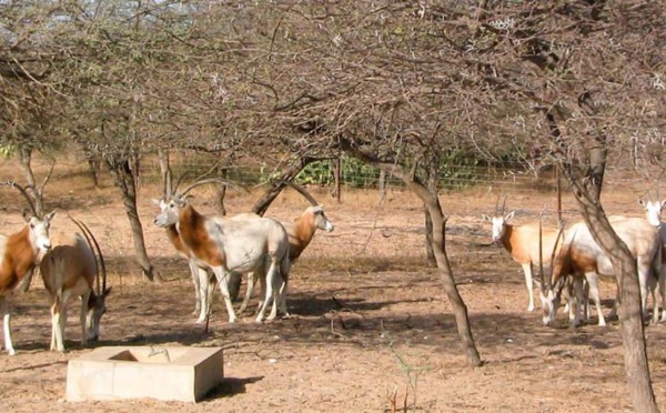 Plaidoyer pour la préservation de la réserve de Gueumbeul