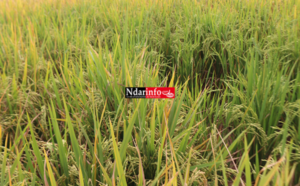 Le Pariis va contribuer à atteindre l’autosuffisance en riz (autorité)