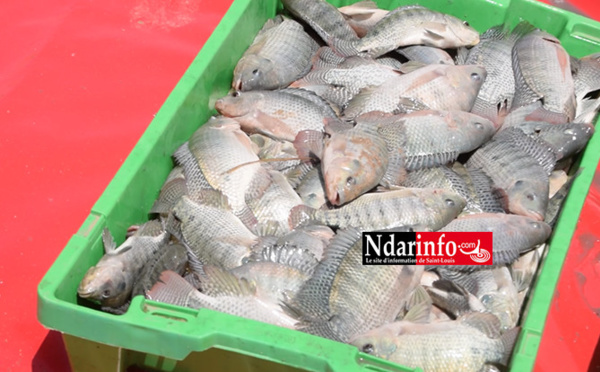Aquaculture : première récolte à la ferme de Ndiawdoune (vidéo)