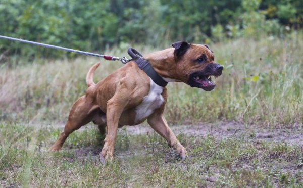 Talibé agressé : "Le pitbull n'a pas été tué"
