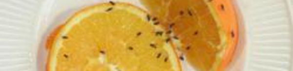 Mouche des fruits : un projet régional pour mutualiser les approches stratégiques