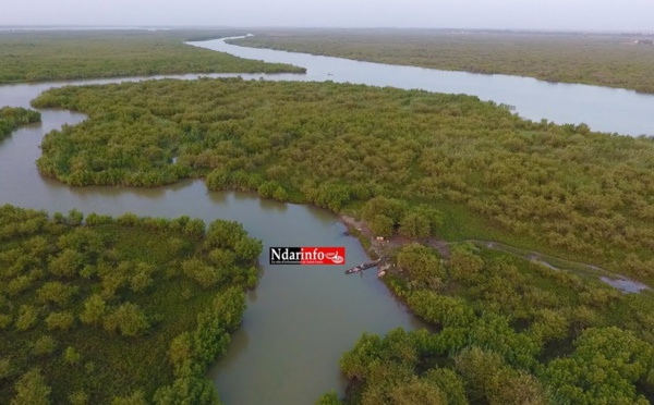 Top 5 des plus belles mangroves de Saint-Louis (vidéo)