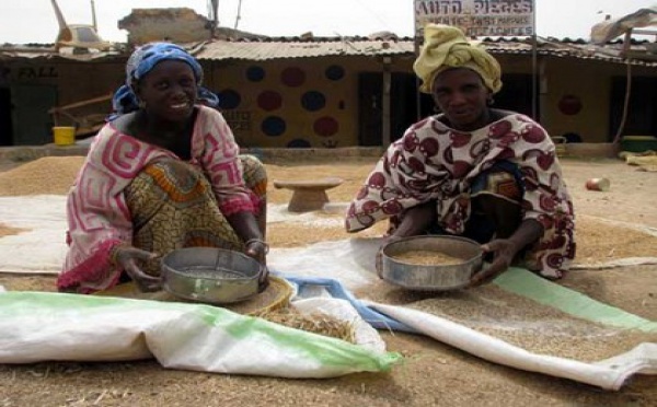 Production de riz local: les besoins nationaux estimés à 900 000 tonnes