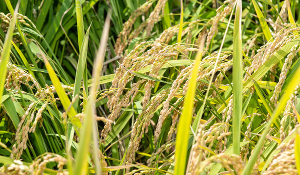 Mise au point par AfricaRice d’une technologie améliorée d’étuvage du riz