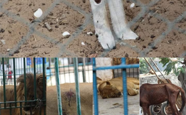 Cri de cœur : Le Parc de Hann appelle au secours