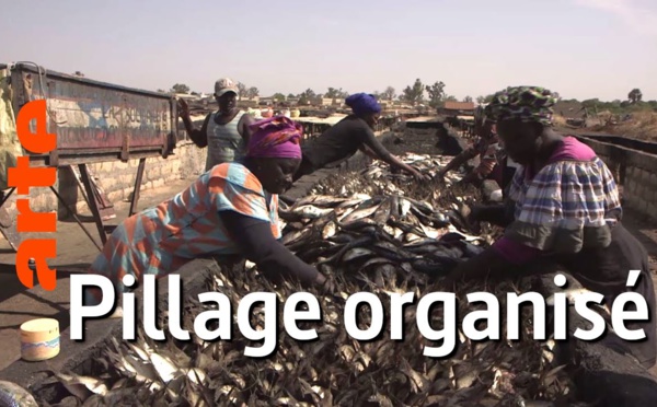 Sénégal : pilleurs des mers | Vidéo