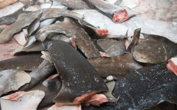 Réunion de la CICTA en Espagne : Les pays d’Afrique de l’ouest pour protéger le requin-taupe bleu, victime de la surpêche