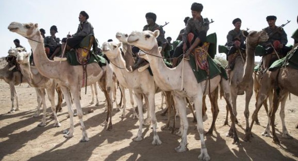 250 chameaux de l’UE pour l’unité méhariste en Mauritanie