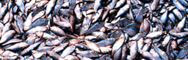 Farine de poisson : La réplique de Greenpeace au ministre de la Pêche