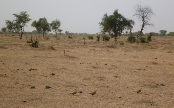 Urgent: Macky Sall a annulé le déclassement partiel de la réserve spécial de Ndiaël (Dagana)