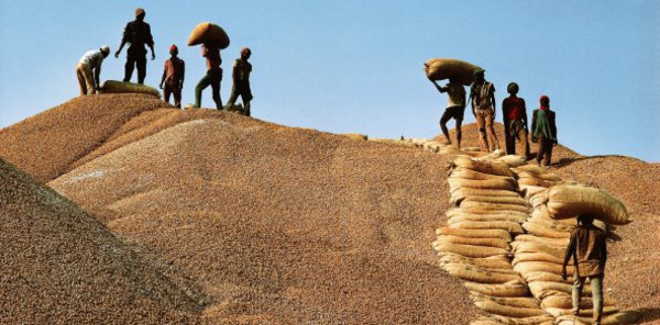 Rien ne va plus à la Sonacos !