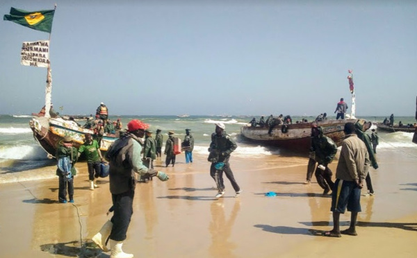 Rareté du poisson: Le Puma lance le programme de repeuplement du fleuve Sénégal