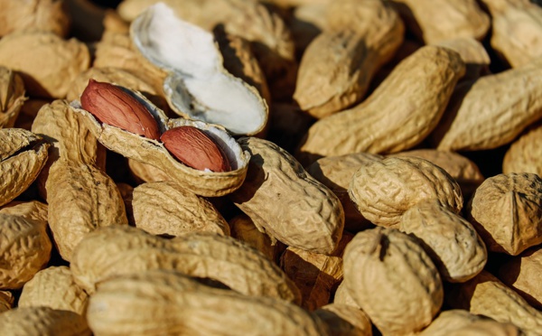 Commercialisation de l’arachide : La Sonacos octroie une prime au tonnage pour contrer la concurrence