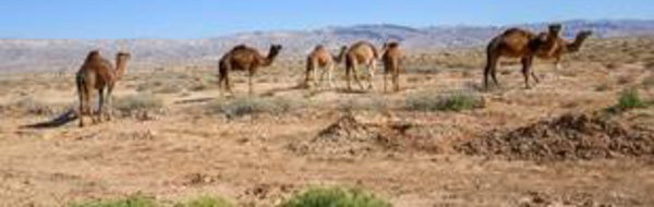 Australie : L’Etat va tuer 10.000 dromadaires à cause de la sécheresse