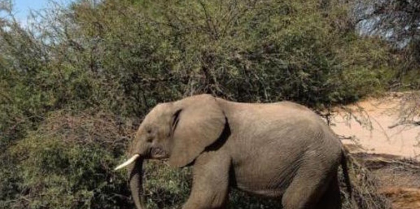 Un élephant observé en liberté pour la première fois depuis des années au Sénégal
