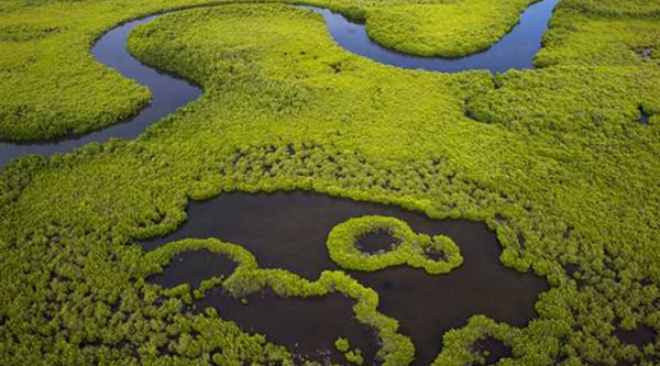 La Gambie et le Sénégal décident de s’unir pour préserver leur mangrove