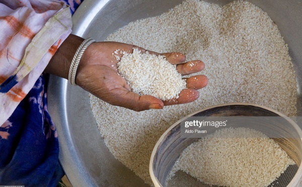 Du riz impropre à la consommation récolté par les riziculteurs à Ndioum
