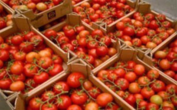 Pour 2011-2012, la filière tomate industrielle a produit un chiffre d'affaires de plus de 3 milliards.