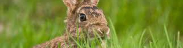 Sénégal : Suspicions d’apparition de 30 foyers de la maladie hémorragique du lapin (ministère)