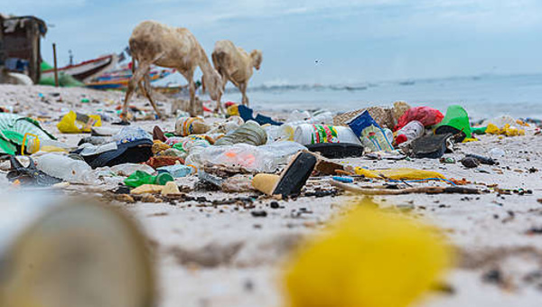 L’Etat déterminé à éliminer de manière "définitive et irréversible" le péril pastique (ministre)