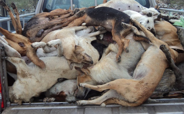 Saint-Louis : 169 chiens et 2 chats ont été abattus