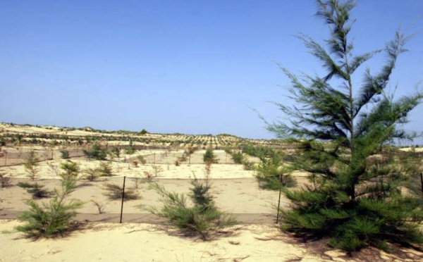 De Dakar à Saint-Louis, une forêt comme rempart contre les assauts de la mer