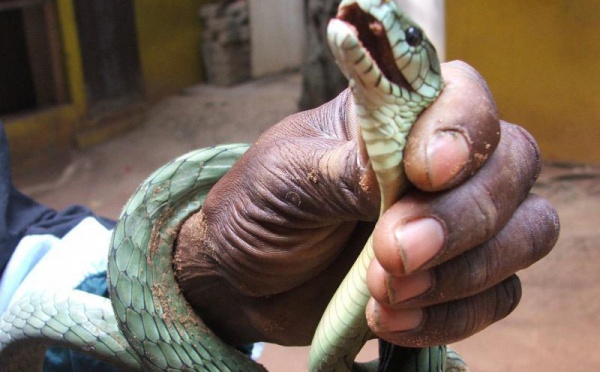 Saint-Louis - Montée des eaux du fleuve Sénégal: Des serpents dérivent par le courant.